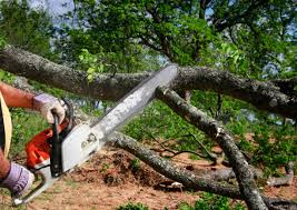 Trusted Hampden Sydney, VA Tree Removal Experts