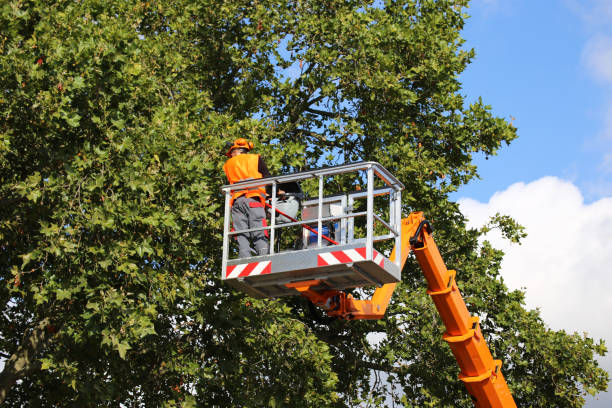 Best Stump Grinding and Removal  in Hampden Sydney, VA
