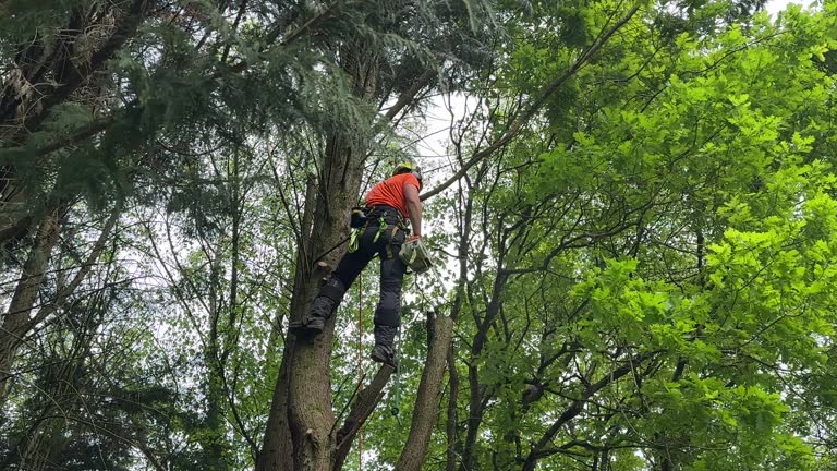 Reliable Hampden Sydney, VA Tree Removal Solutions