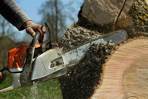 Best Utility Line Clearance  in Hampden Sydney, VA